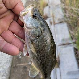 ブラックバス