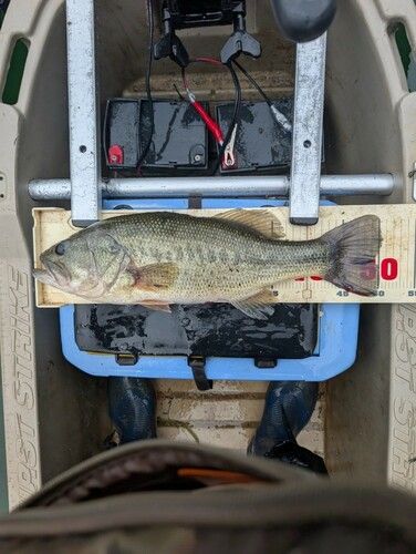 ブラックバスの釣果