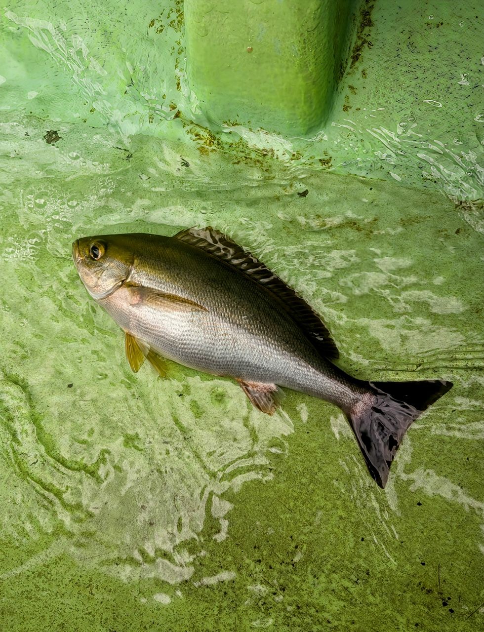 渓ドゥリーマーさんの釣果 1枚目の画像