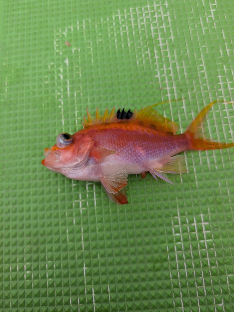 サクラダイ
