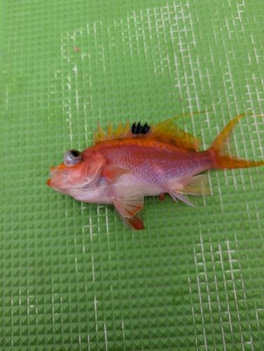 サクラダイの釣果