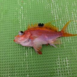 サクラダイ