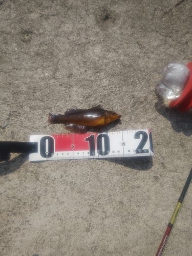 アイナメの釣果