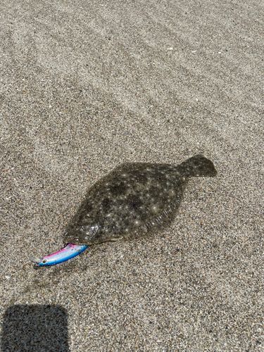 ソゲの釣果