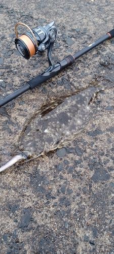 ヒラメの釣果
