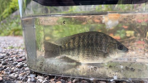 イズミダイの釣果