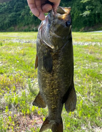 スモールマウスバス