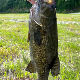 スモールマウスバス