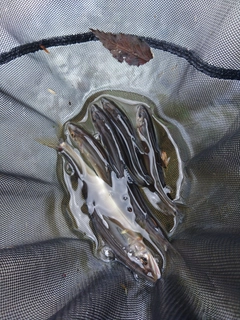 アユの釣果