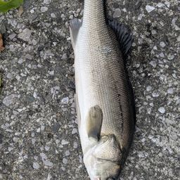 フッコ（マルスズキ）