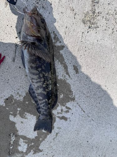 アイナメの釣果