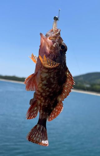 アラカブの釣果