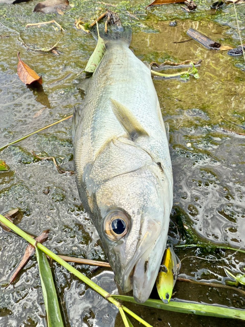 セイゴ（タイリクスズキ）