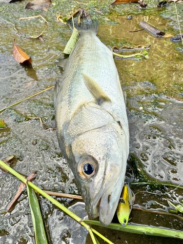 セイゴ（タイリクスズキ）