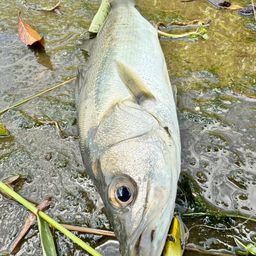 セイゴ（タイリクスズキ）