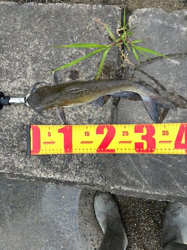 アメリカナマズの釣果