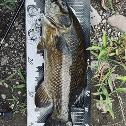 スモールマウスバス