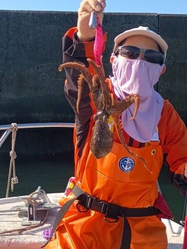 マダコの釣果