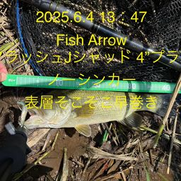 ラージマウスバス