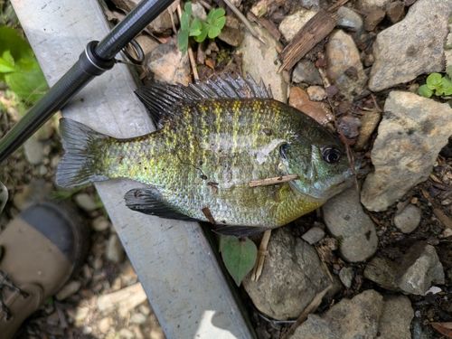 ブラックバスの釣果
