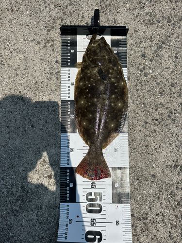 ヒラメの釣果