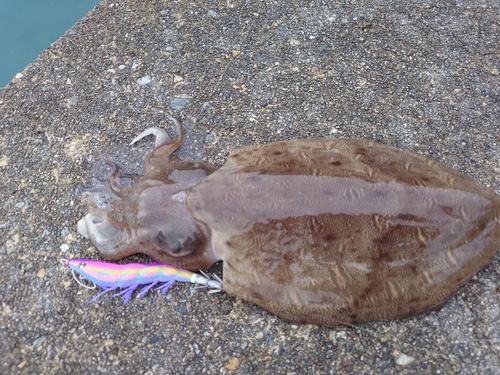 カミナリイカの釣果