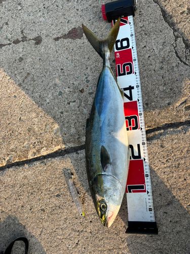 メジロの釣果
