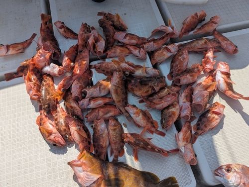 アラカブの釣果