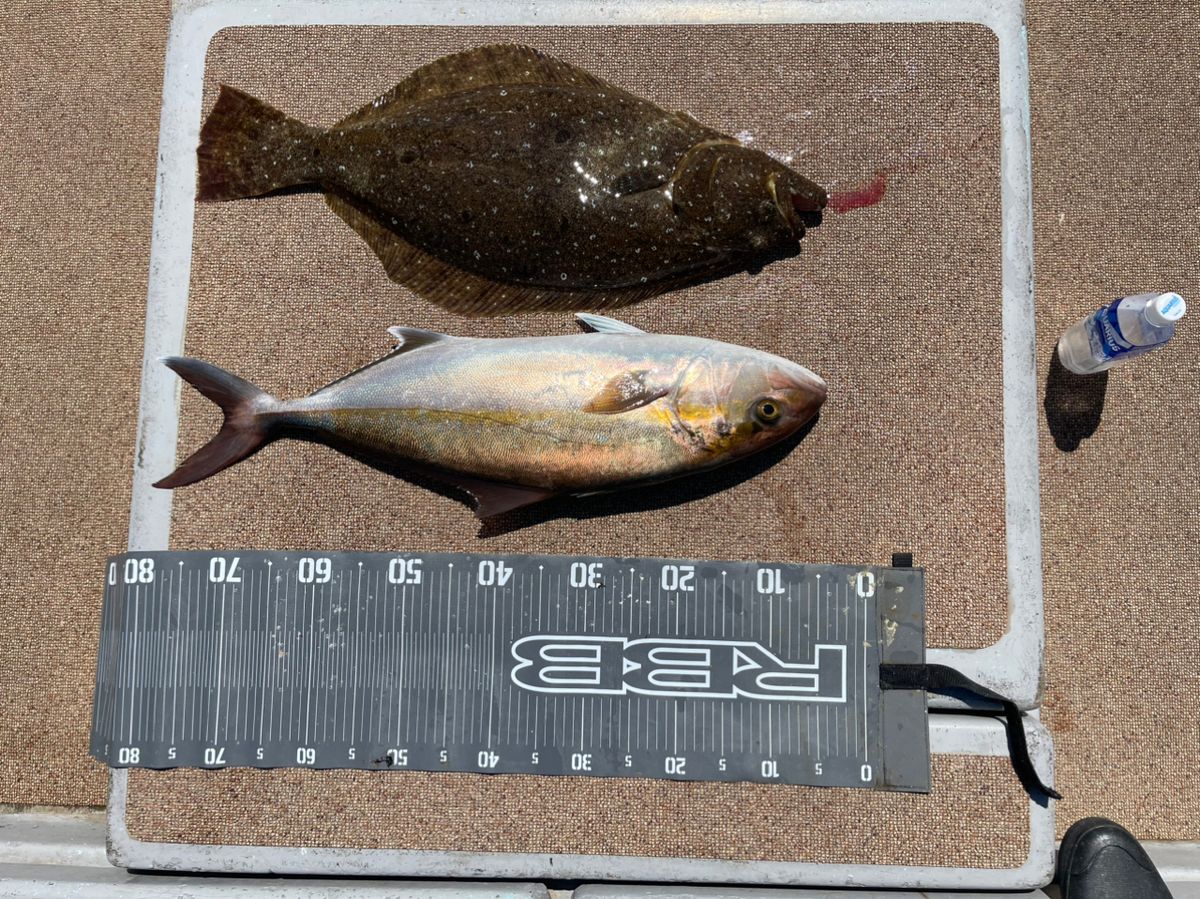 カブトムシ22さんの釣果 2枚目の画像