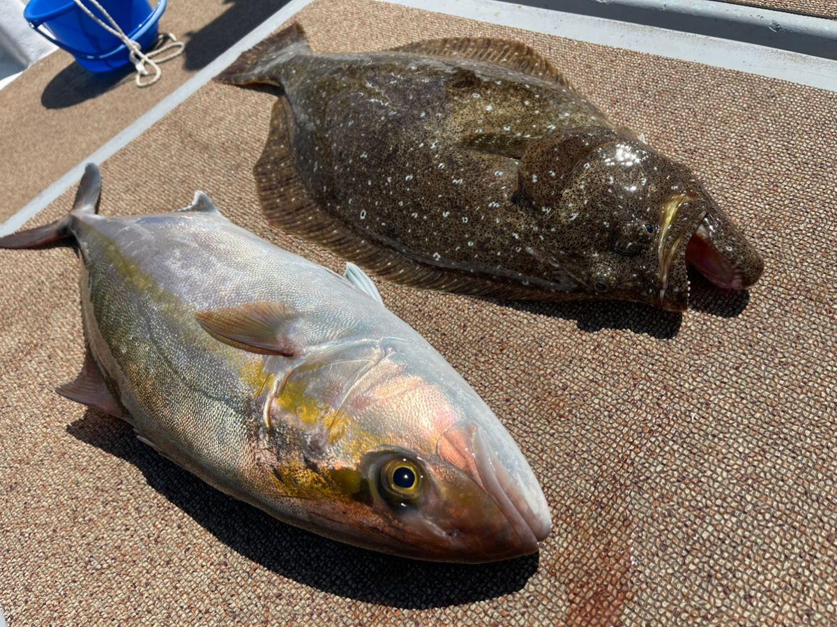 カブトムシ22さんの釣果 3枚目の画像