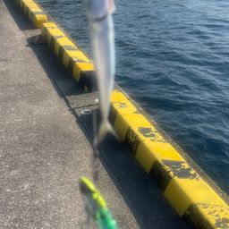 サバ