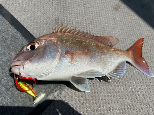 マダイの釣果