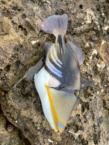 ムラサメモンガラ