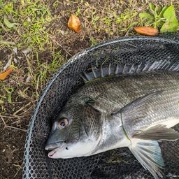クロダイ