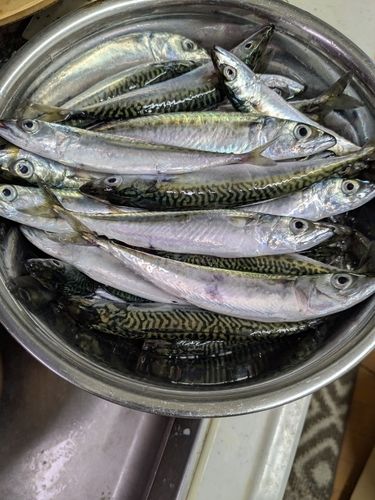 サバの釣果