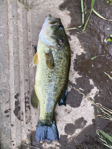 ラージマウスバスの釣果