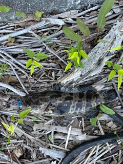 チャイロマルハタの釣果