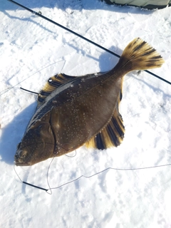カワガレイの釣果