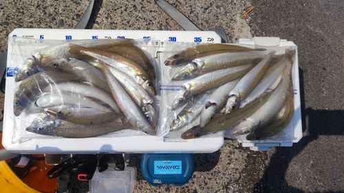 キスの釣果
