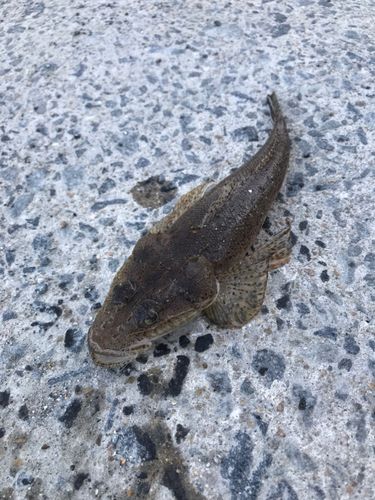 コチの釣果