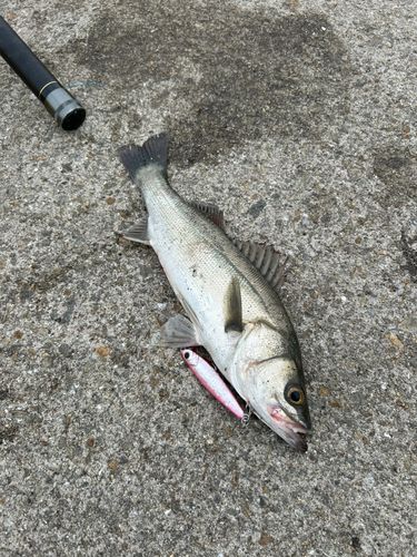 ハネ（マルスズキ）の釣果