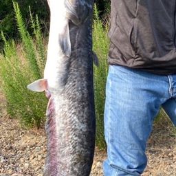 ビワコオオナマズ