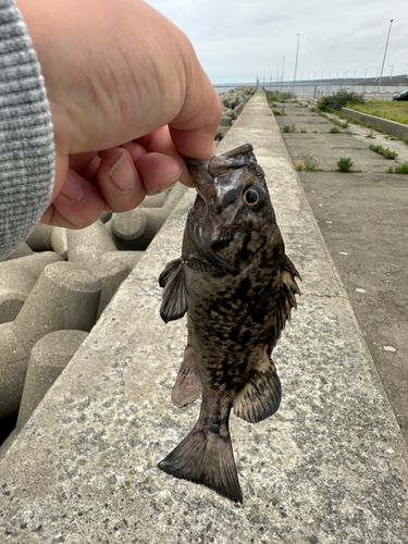 ソイの釣果