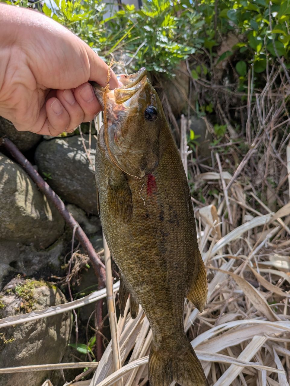 スモールマウスバス