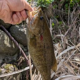 スモールマウスバス