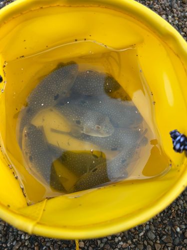 クサフグの釣果