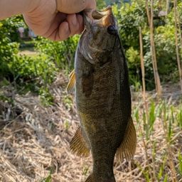 スモールマウスバス