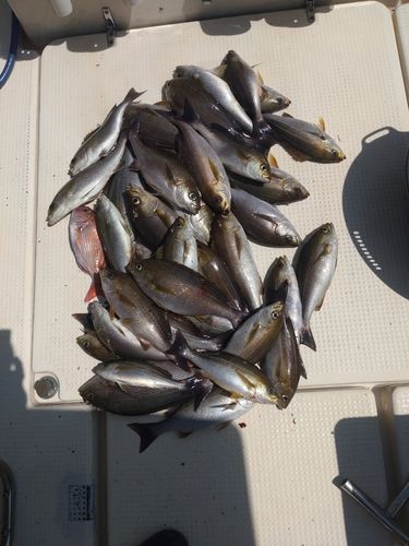 イサキの釣果