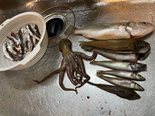 イシモチの釣果