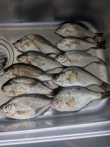 ウミタナゴの釣果
